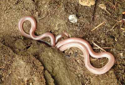 Kör yılan (Xerotyphlops vermicularis) — Gürcistan — ნატალია ბულბულაშვილი