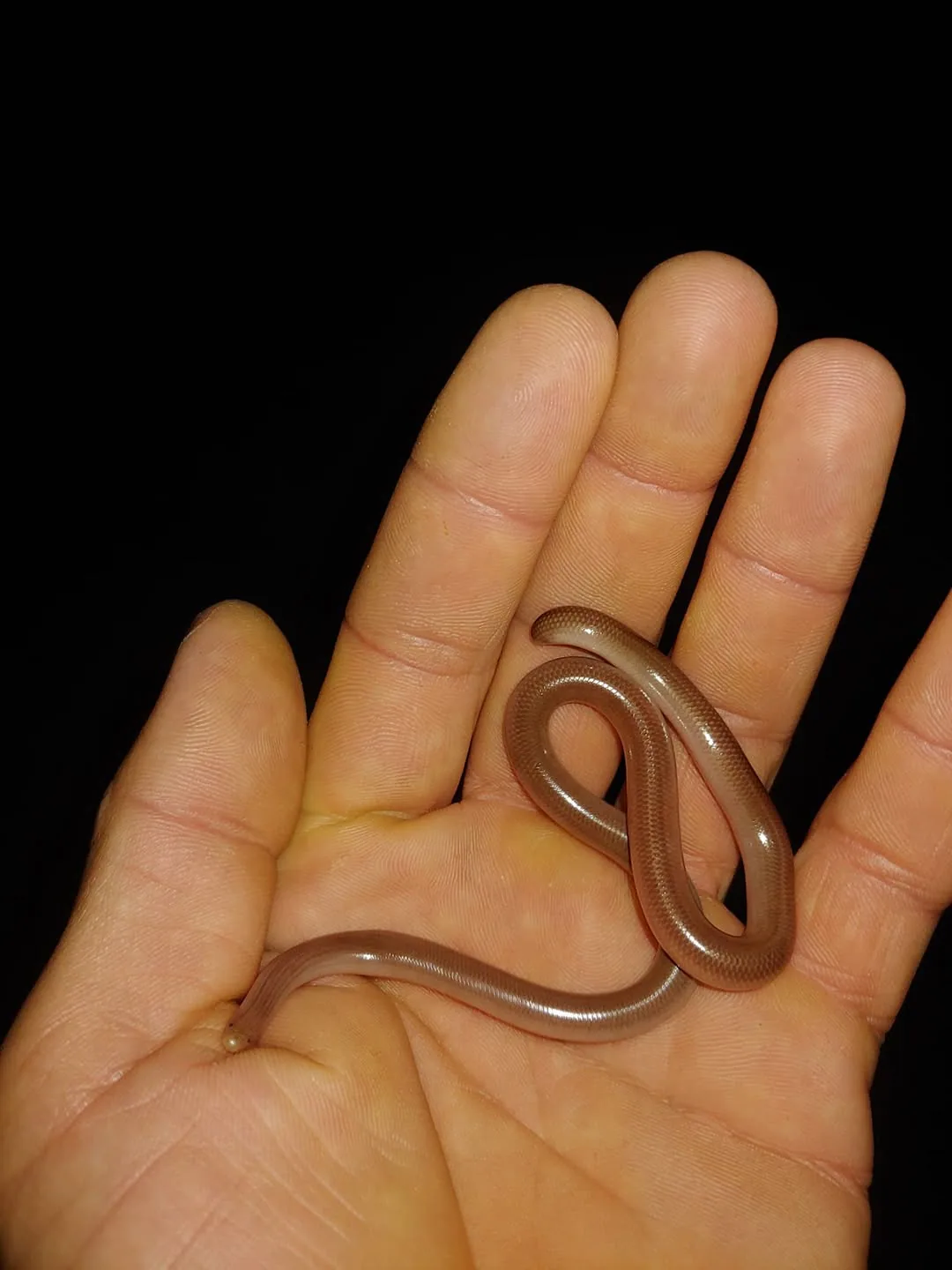 გველბრუცა (Xerotyphlops vermicularis) საქართველო