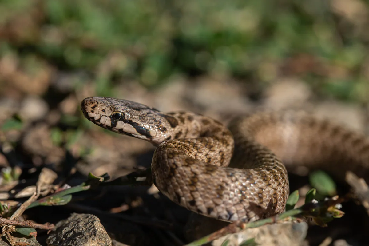 Transcaucasian Ratsnake (Zamenis hohenackeri) — Akhalkalaki — Alex Ville