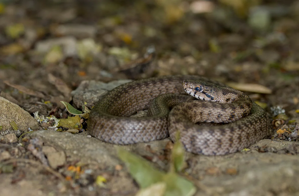 Transcaucasian Ratsnake (Zamenis hohenackeri) — Mtskheta — Armen Seropian