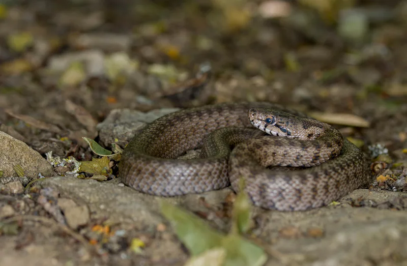 Transcaucasian Ratsnake (Zamenis hohenackeri) — Mtskheta — Armen Seropian