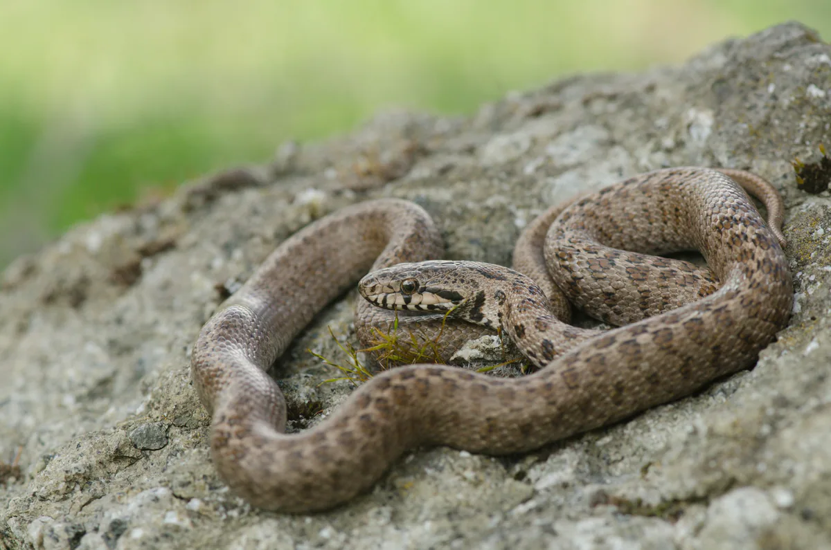 Transcaucasian Ratsnake (Zamenis hohenackeri) — Borjomi — David Broek