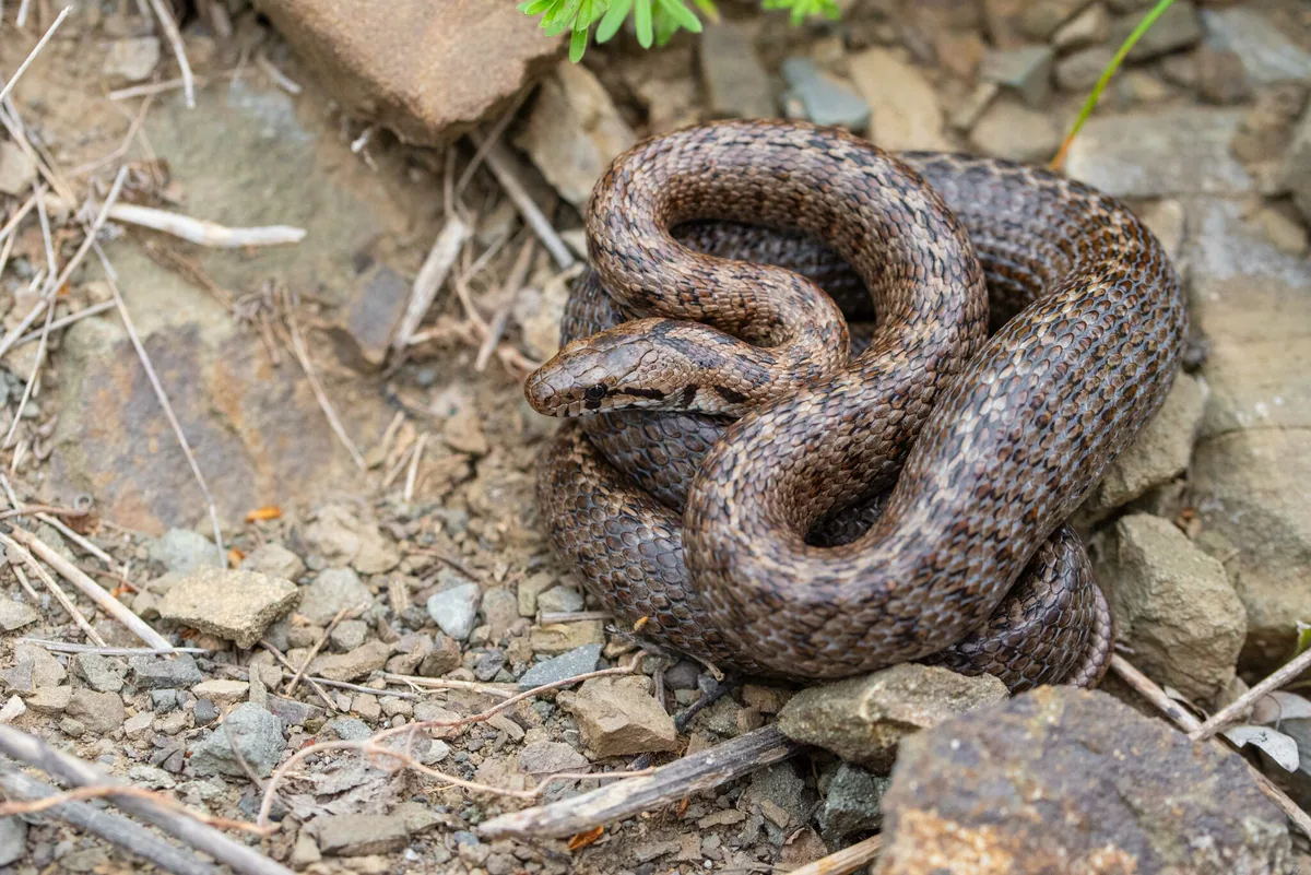 Transcaucasian Ratsnake (Zamenis hohenackeri) — Mtskheta — Lennart Schmid