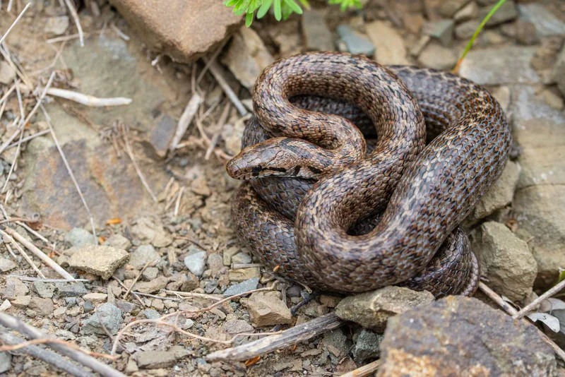 Transcaucasian Ratsnake (Zamenis hohenackeri) — Mtskheta — Lennart Schmid