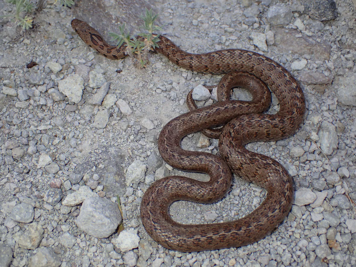 Transcaucasian Ratsnake (Zamenis hohenackeri) — Aspindza — Tom Kirschey