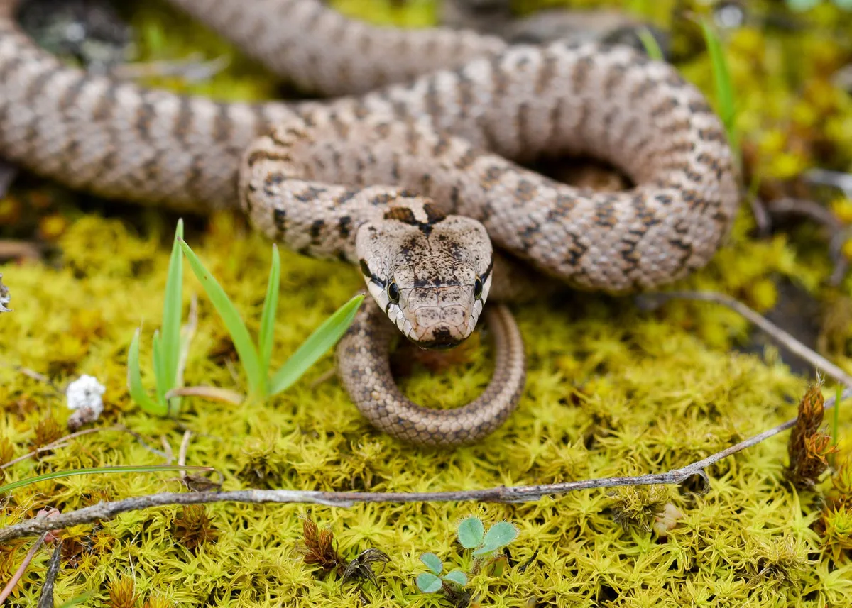 Transcaucasian Ratsnake (Zamenis hohenackeri) — Georgia — dry rocky and grassy habitats — Zauri Khachidze