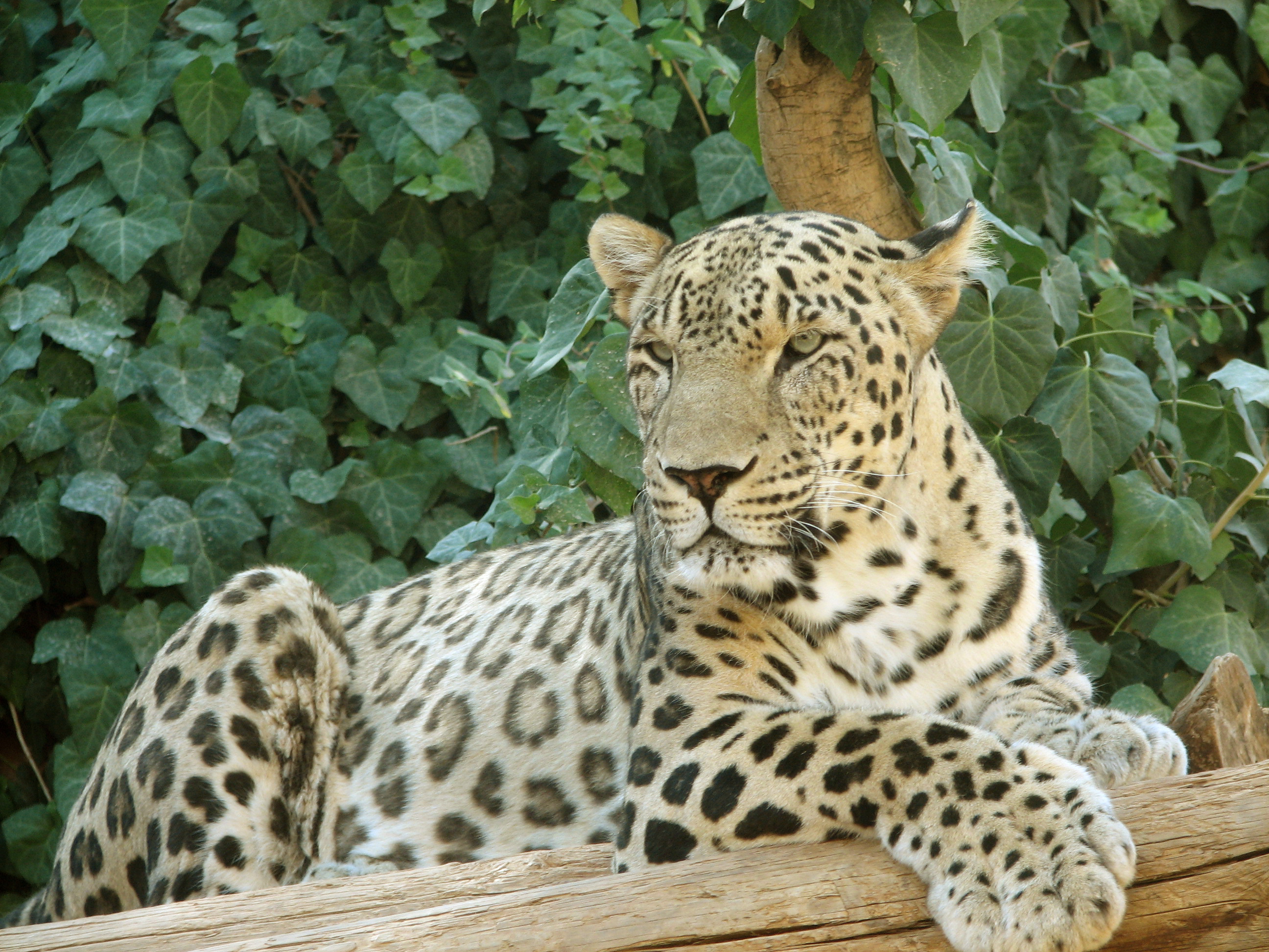 Caucasian leopard (Panthera pardus) Rare vagrant in Georgia