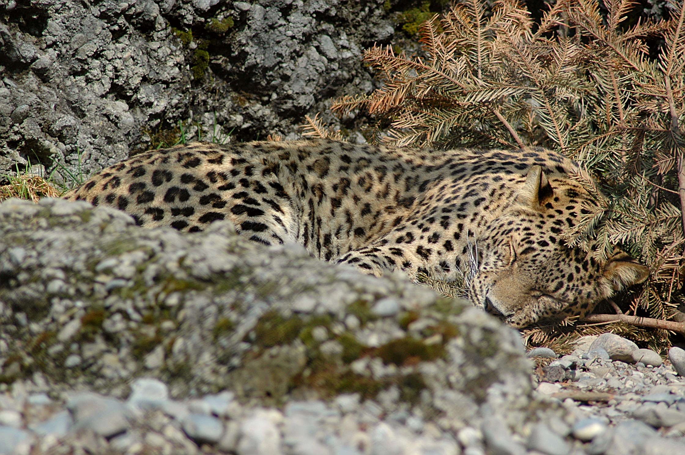 Kafkasya leoparı (Panthera pardus) — Gürcistan'da nadir gezgin — Marcel Burkhard