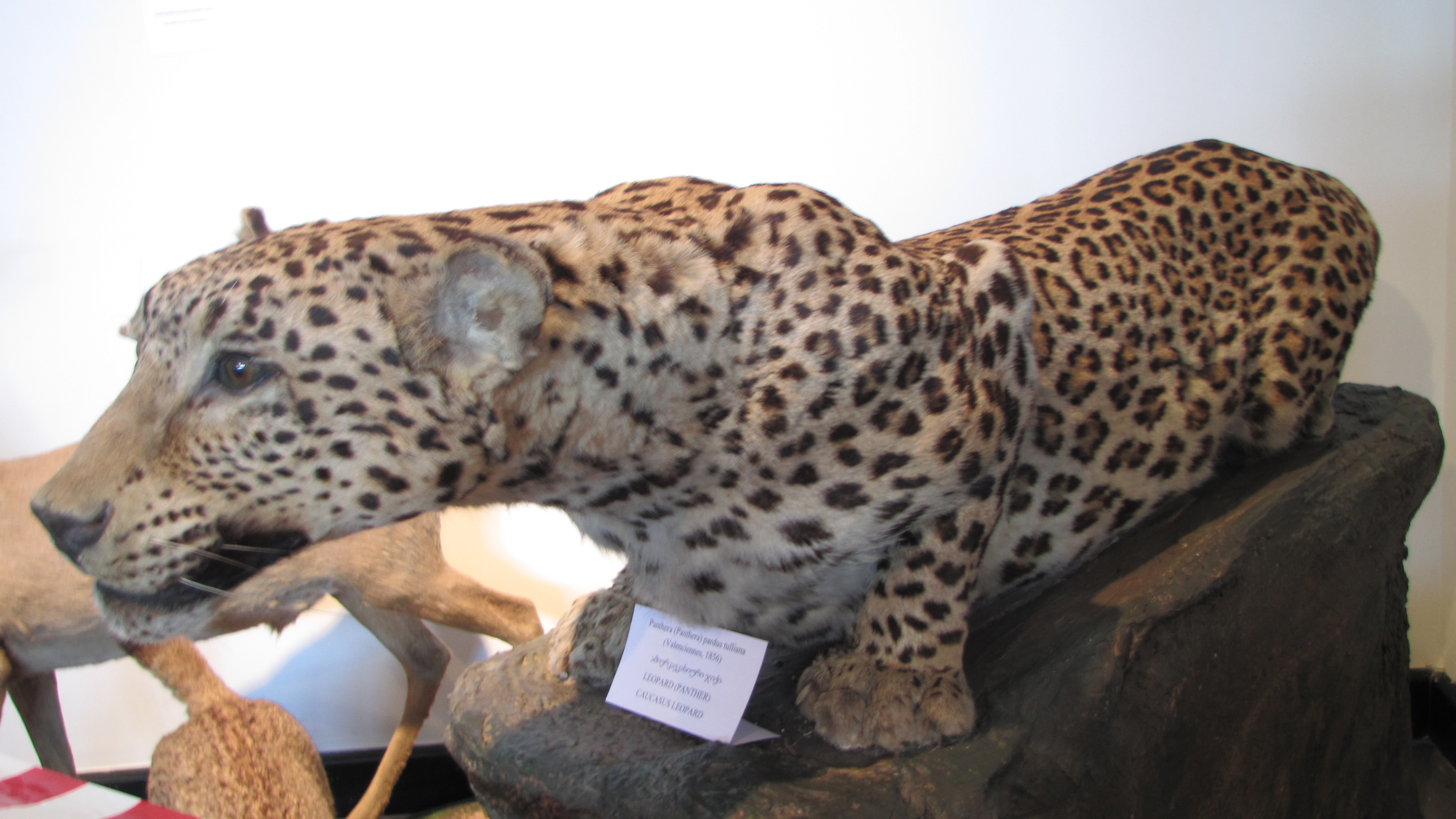 Kafkasya leoparı (Panthera pardus) — სიმონ ჯანაშიას სახელობის საქართველოს მუზეუმი, თბილისი — Jonathan Cardy