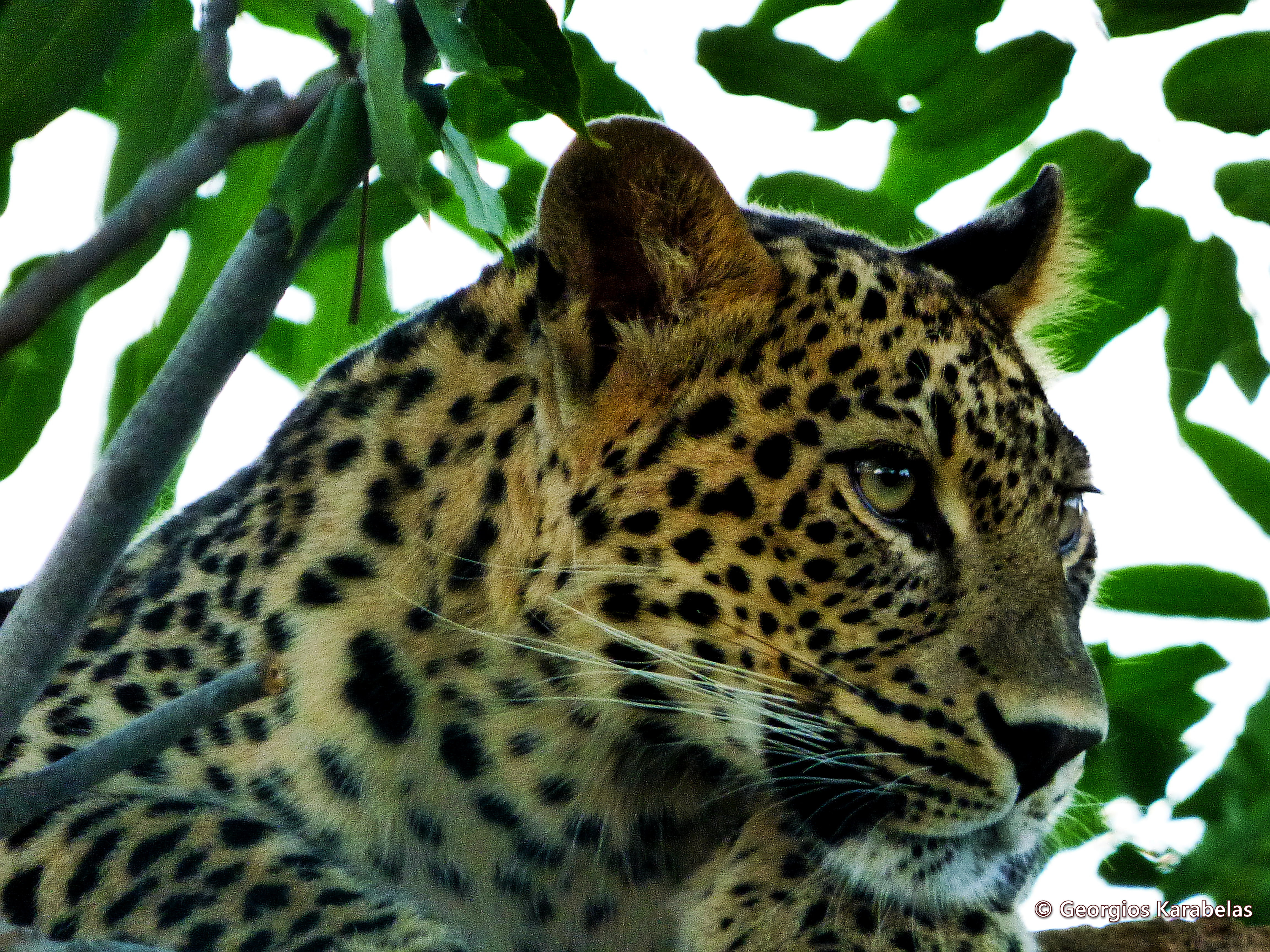 Kafkasya leoparı (Panthera pardus) — Gürcistan'da nadir gezgin — ThunderJag