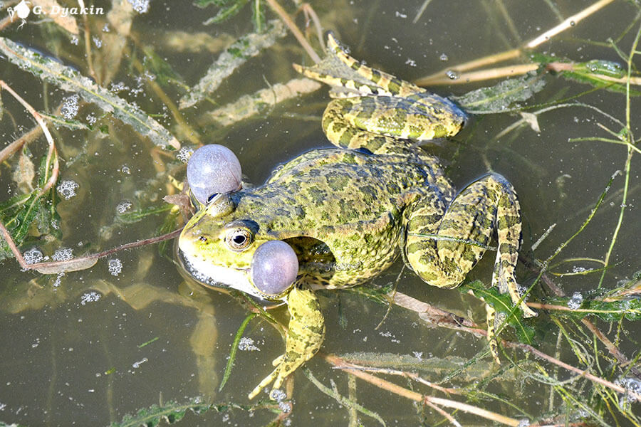 ტბორის ბაყაყი (Pelophylax ridibundus) — საქართველო — Геннадий Дякин