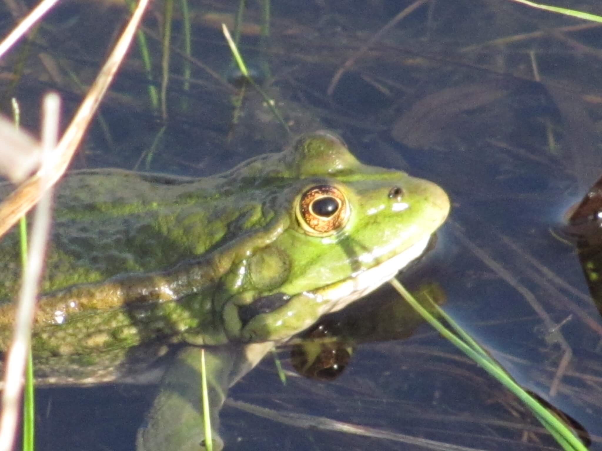 ტბორის ბაყაყი (Pelophylax ridibundus) საქართველო