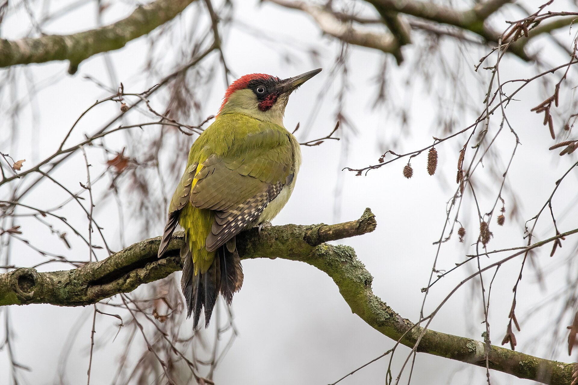 Yeşil ağaçkakan (Picus viridis) — ფრანკონვილი — Alexis Lours