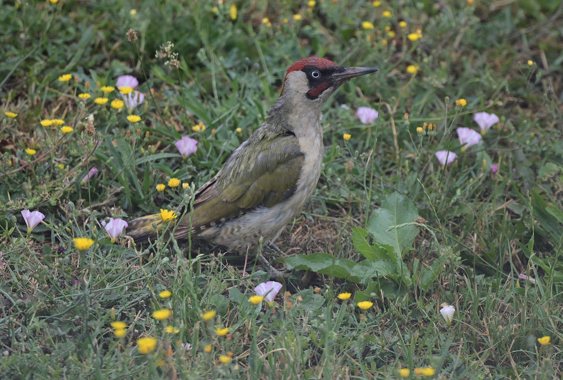 Yeşil ağaçkakan (Picus viridis) — ზაარლანდი — Simon Mannweiler