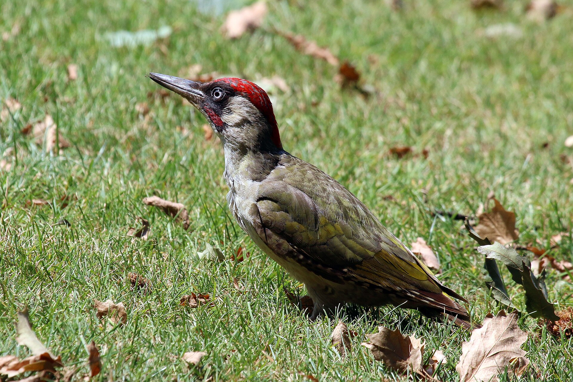 Yeşil ağaçkakan (Picus viridis) — კიუ — Charles J. Sharp