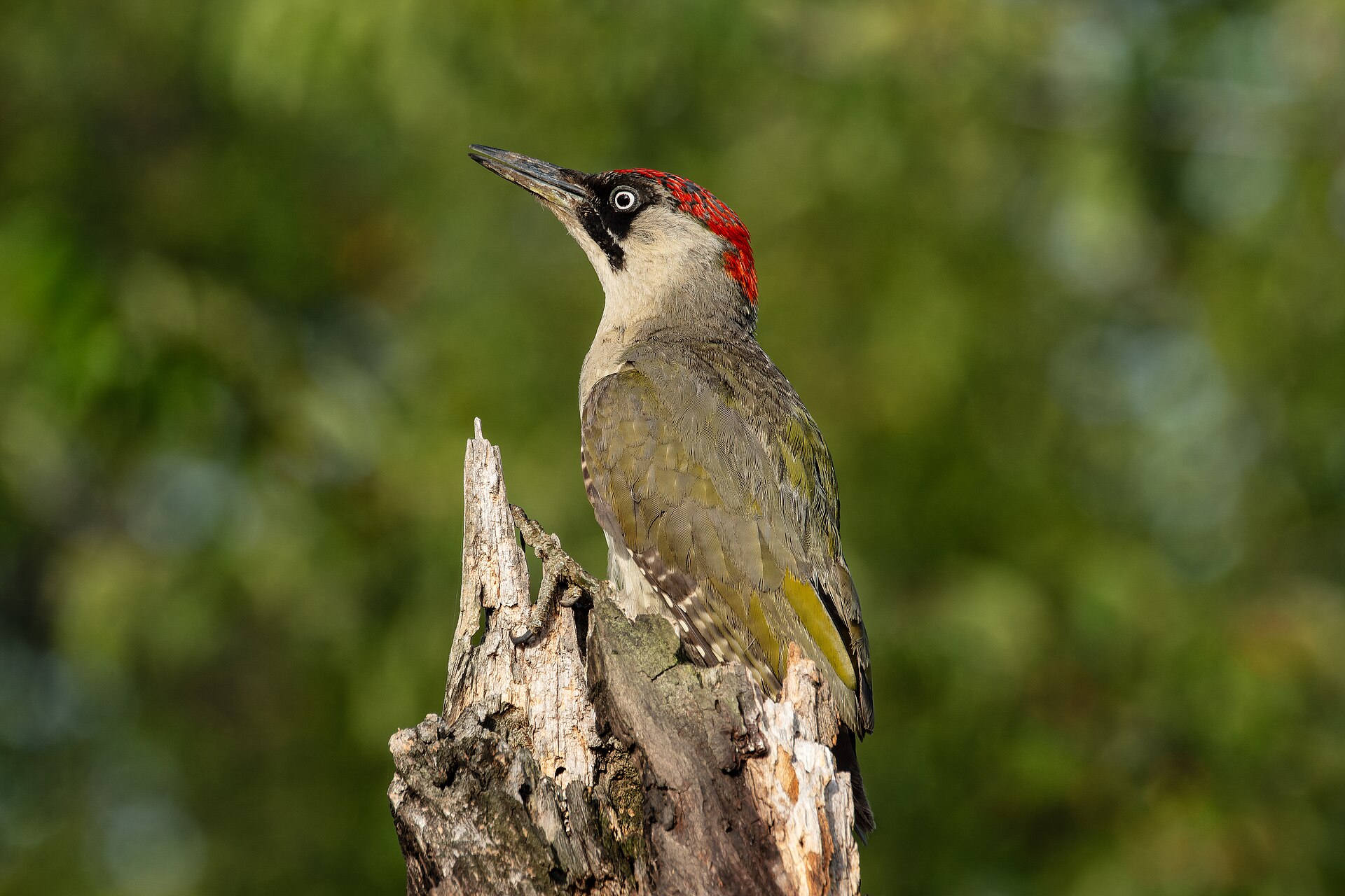 Yeşil ağaçkakan (Picus viridis) — პრაღა — Skot