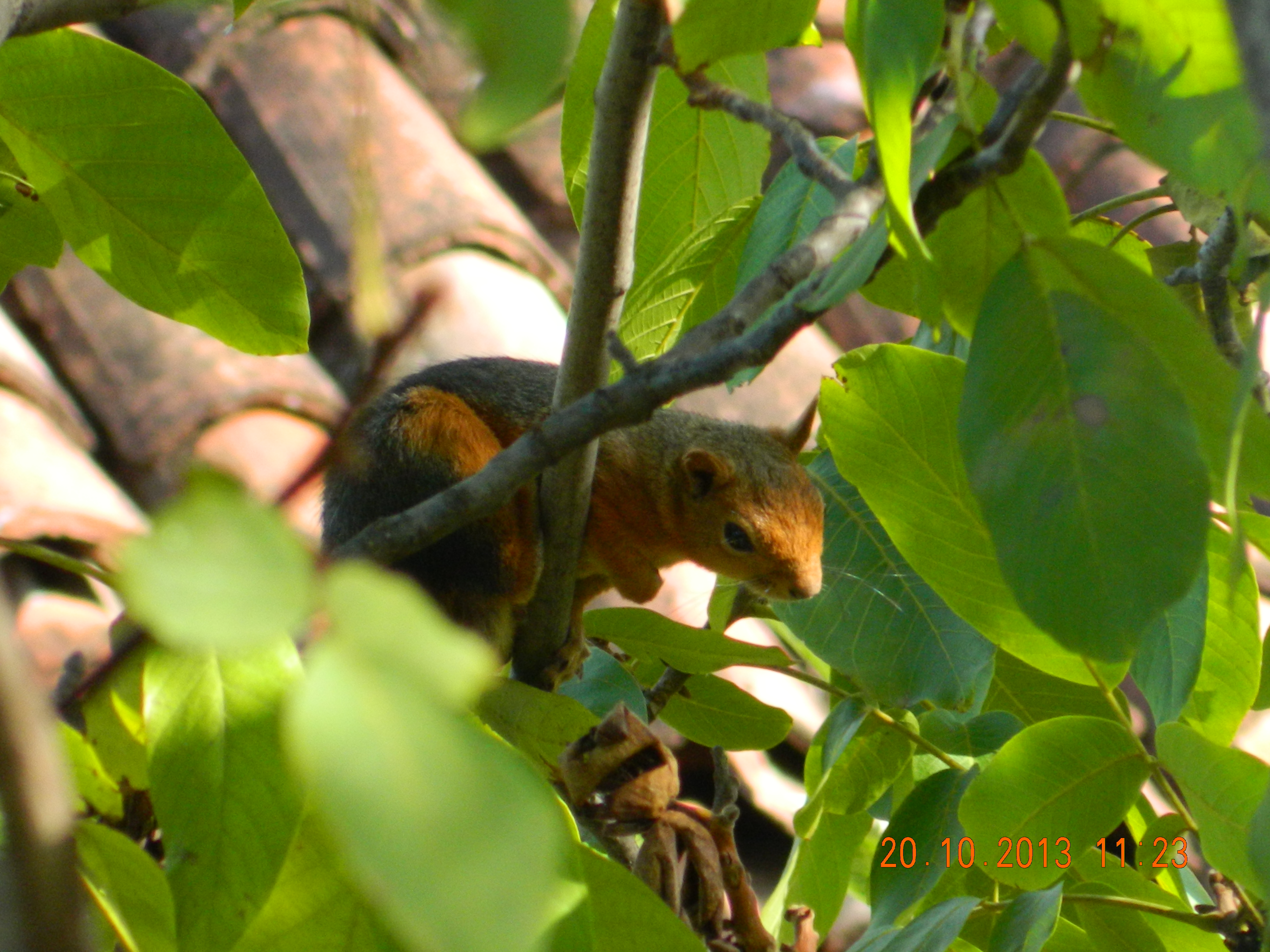 კავკასიური ციყვი (Sciurus anomalus) — ალაჩამი — VisamLord90