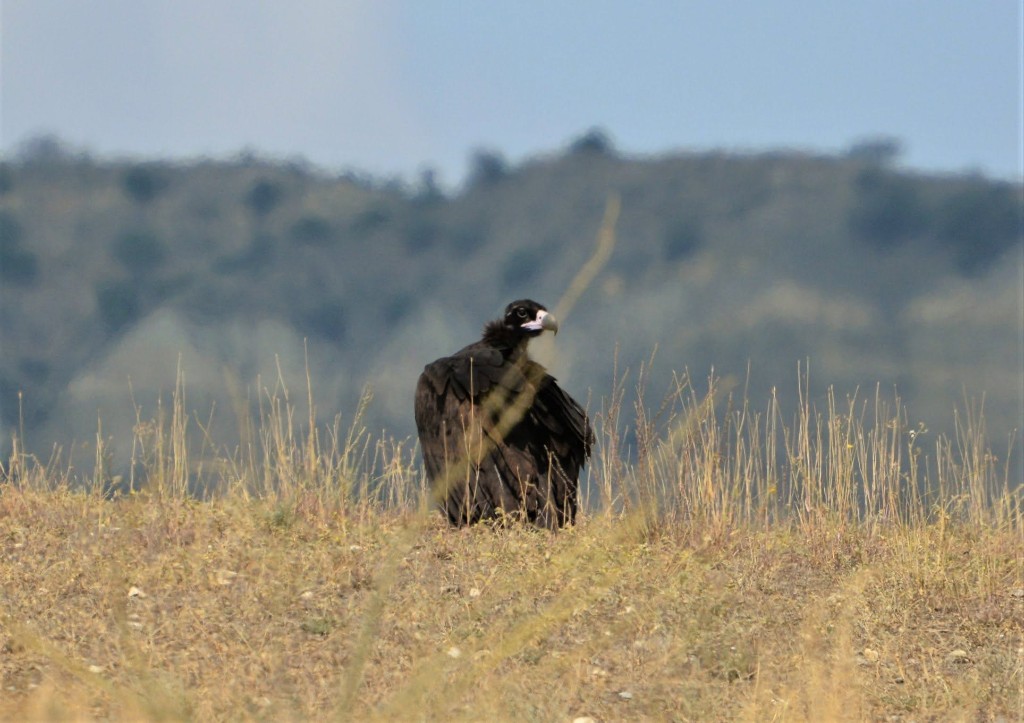Cinereous vulture (Aegypius monachus) Year-round resident and migrant in Georgia