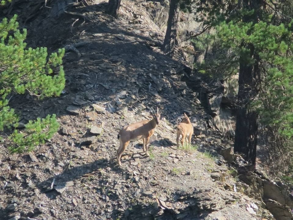 ნიამორი (Capra aegagrus) — თუშეთი — ნიკა ქერდიკოშვილი