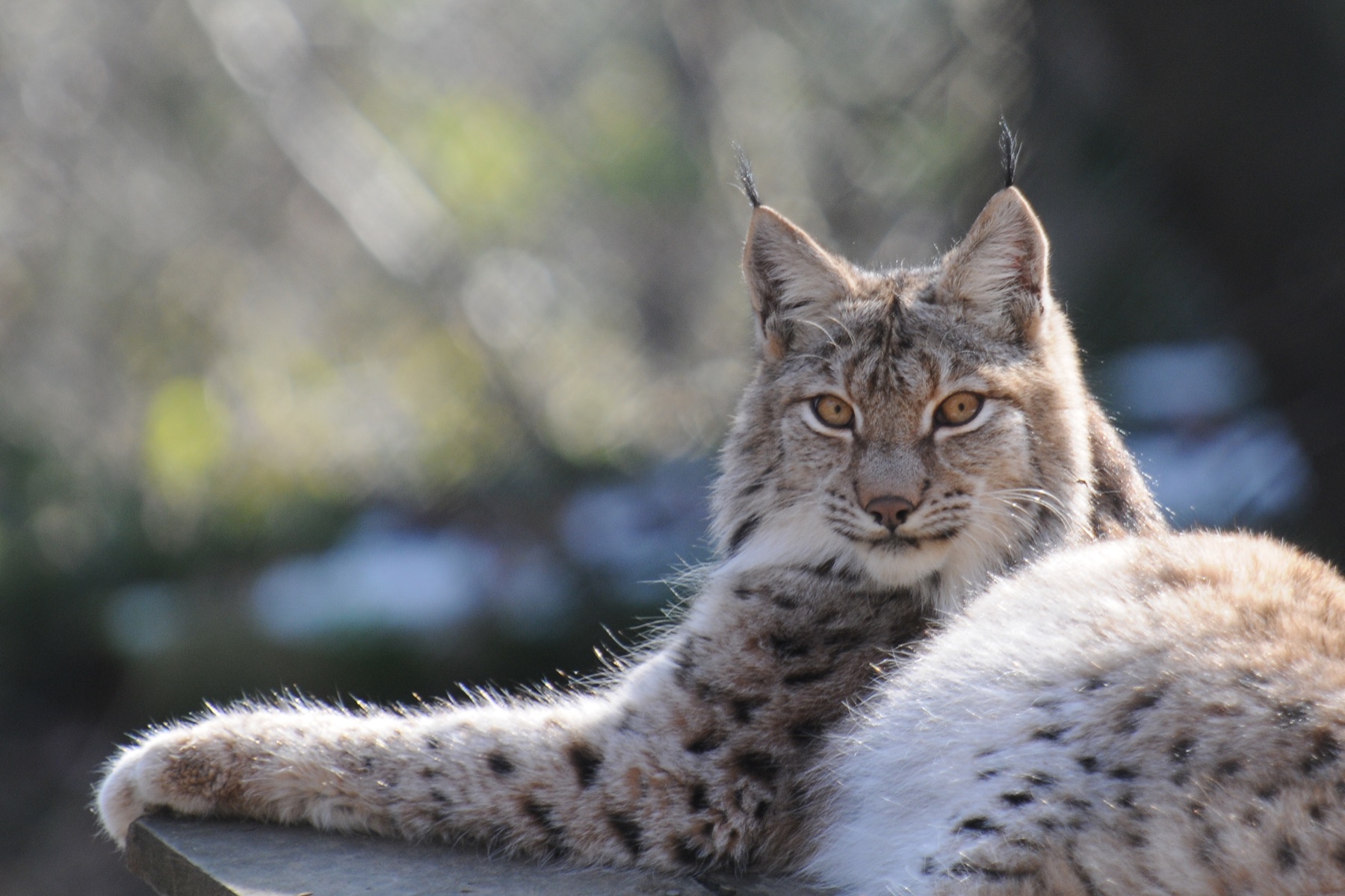 Рысь (Lynx lynx) — ვილდპარკი ფელდკირხი — Böhringer Friedrich