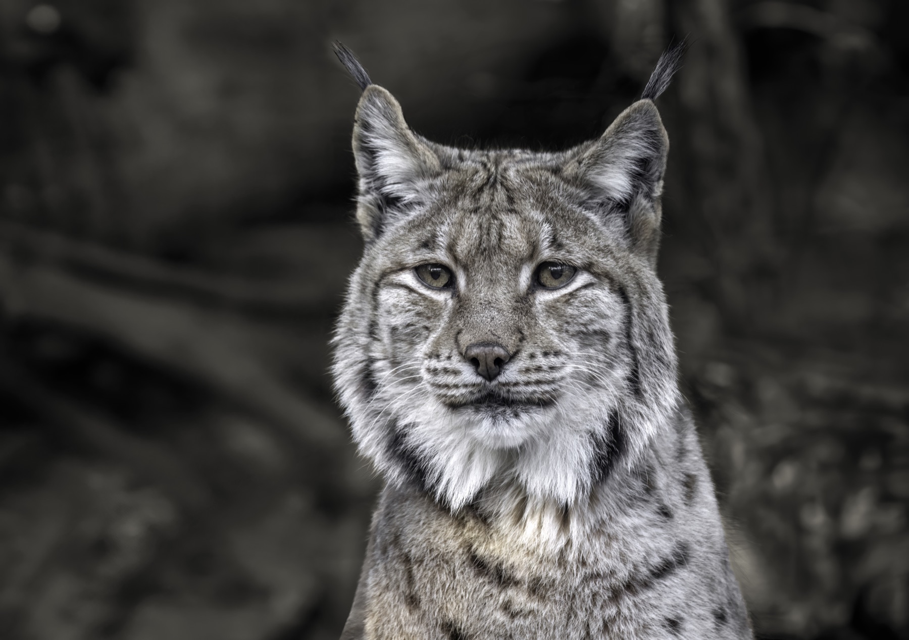 Рысь (Lynx lynx) — ალპენზოო, ინსბრუკი — Wilfredo Rafael Rodriguez Hernandez