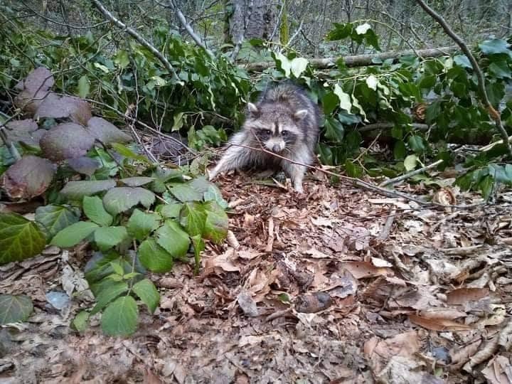 ენოტი (Procyon lotor) — ლაგოდეხის დაცული ტერიტორია — მირზა ხინკილაძე