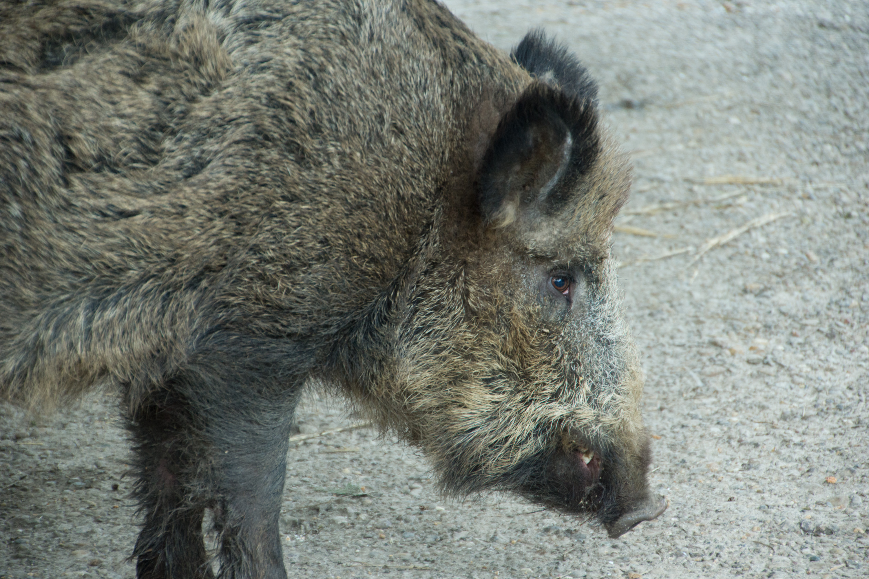 Кабан (Sus scrofa) — ობერურზელი — Bramans