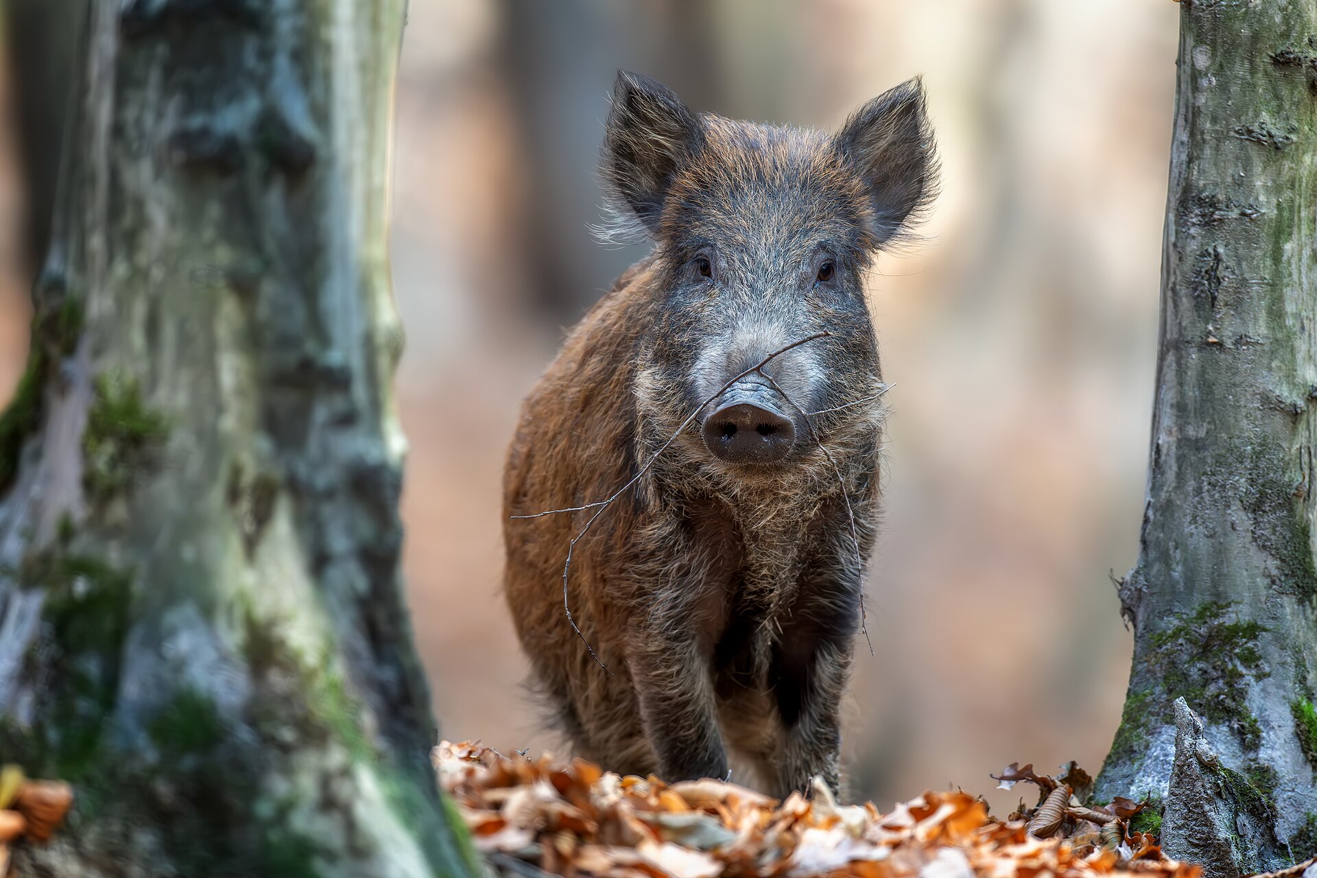 Кабан (Sus scrofa) — ტერნოპილის ოლქი — Volodymyr Burdiak