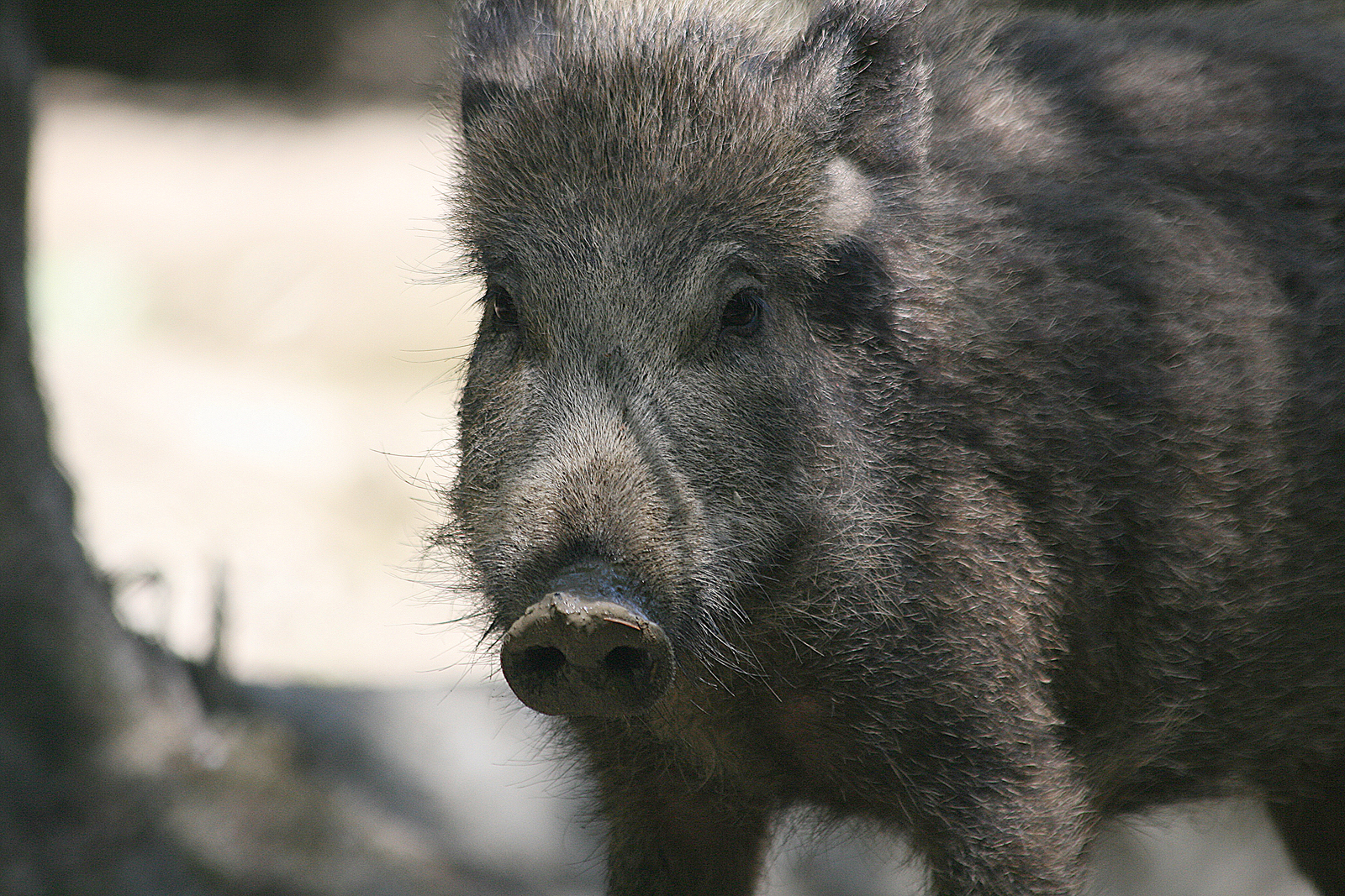 Кабан (Sus scrofa) Круглый год в Грузии