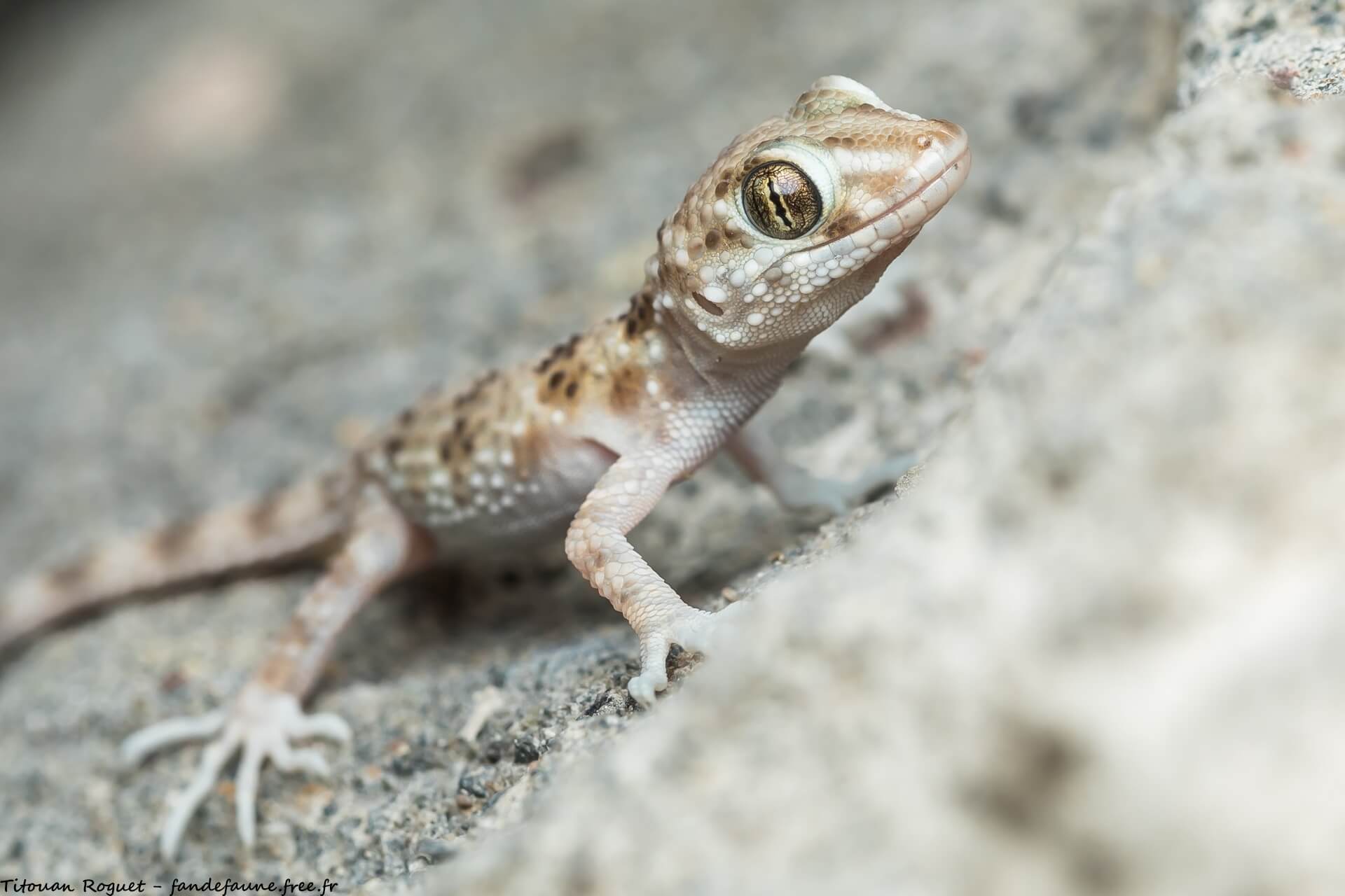 კასპიური გეკონი (Tenuidactylus caspius) — უკიდურესი სამხრეთ-აღმოსავლეთი საქართველო; ურბანული ექსკლავები — Titouan Roguet