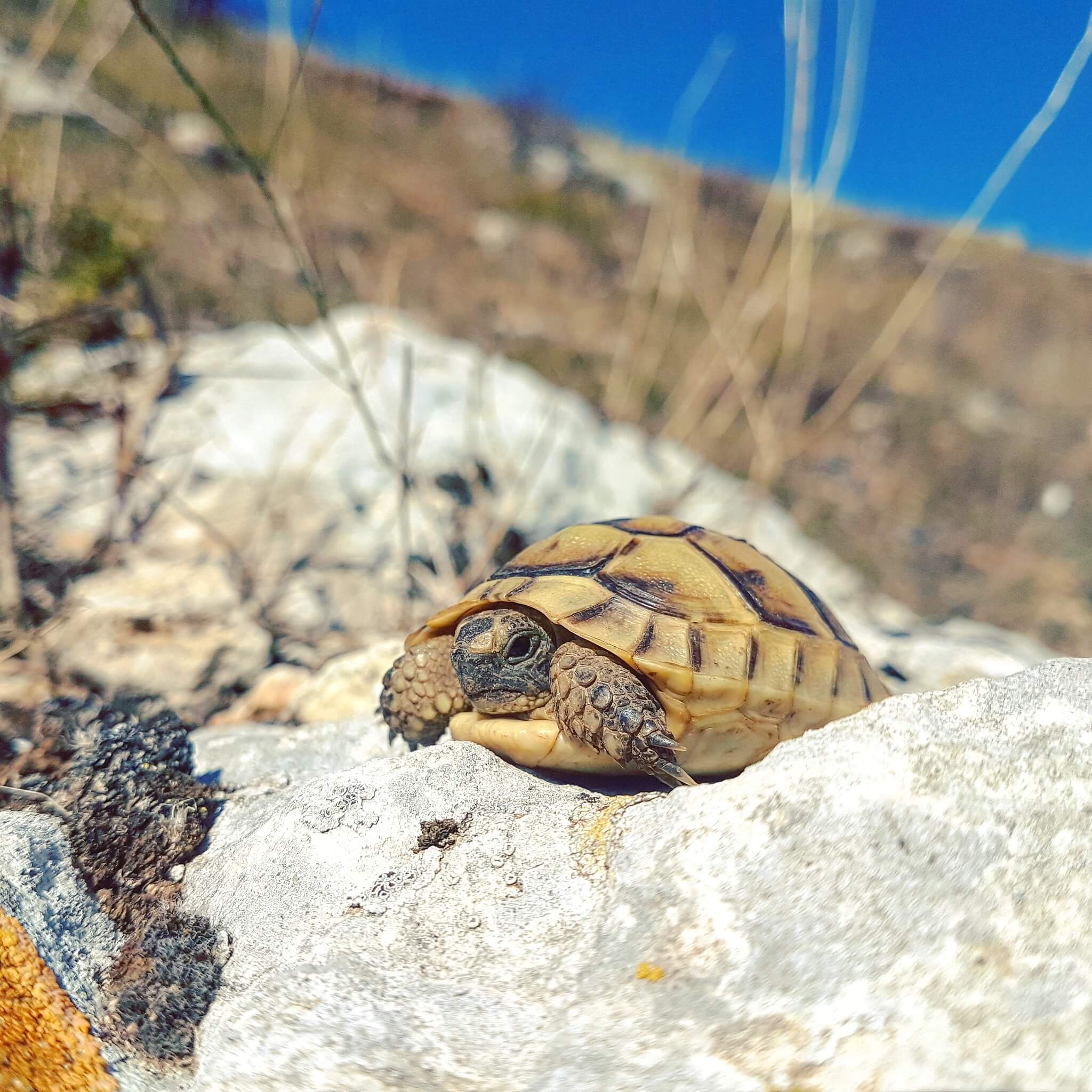 Mediterranean Tortoise (Testudo graeca) Georgia — T. g. ibera widespread in eastern Georgia; T. g. nikolskii described from western Georgia and considered rare