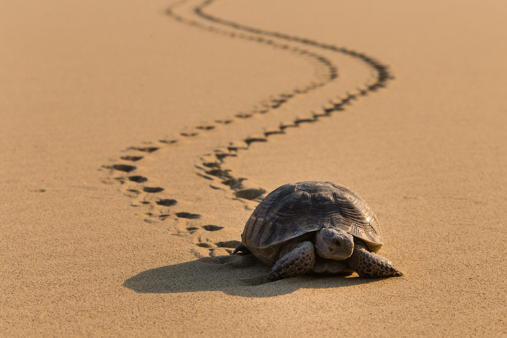 Spur-thighed tortoise in dry grassland