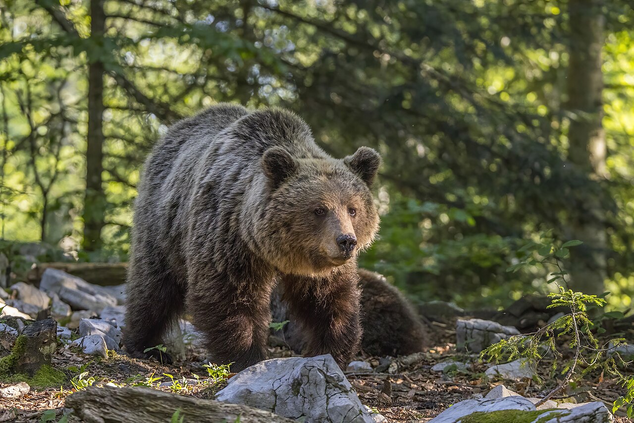 Бурый медведь (Ursus arctos) Круглый год в Грузии