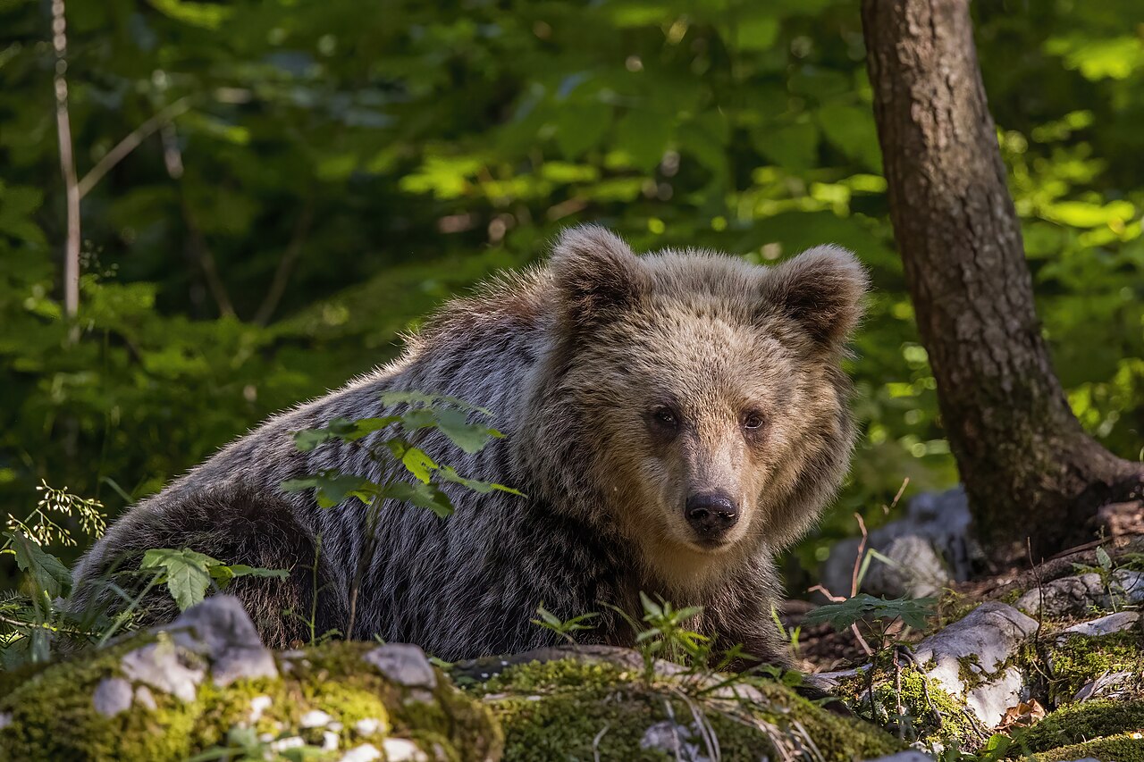 Boz ayı (Ursus arctos) — სტარი კოტი — Charles J. Sharp