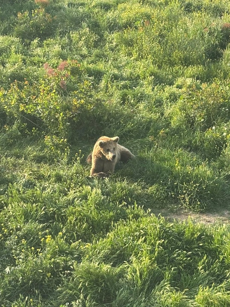 Boz ayı (Ursus arctos) — Gürcistan'da yıl boyu — თომა შენგელიძე