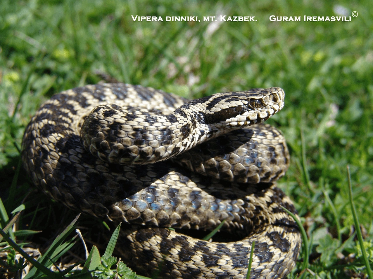 დინიკის გველგესლა (Vipera dinniki) — დიდი კავკასიონი — Guram Iremashvili