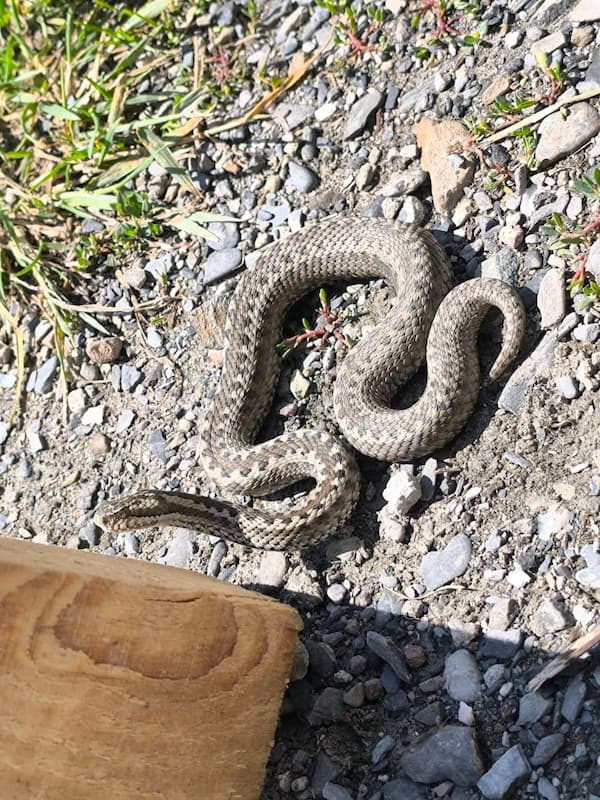 დინიკის გველგესლა (Vipera dinniki) — თრუსო