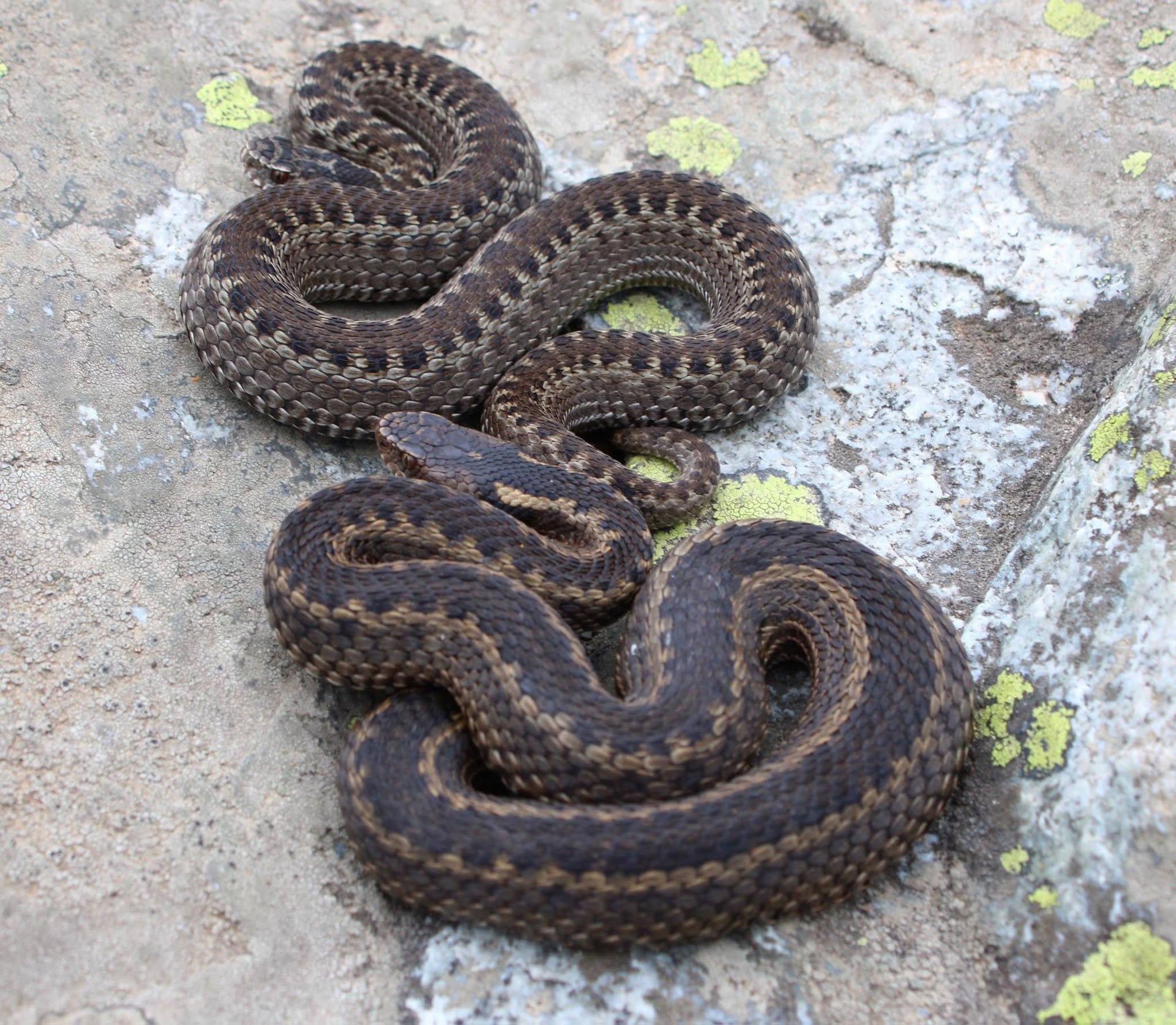 Гадюка Динника (Vipera dinniki) — Большой Кавказ — სანდრო ხახვა