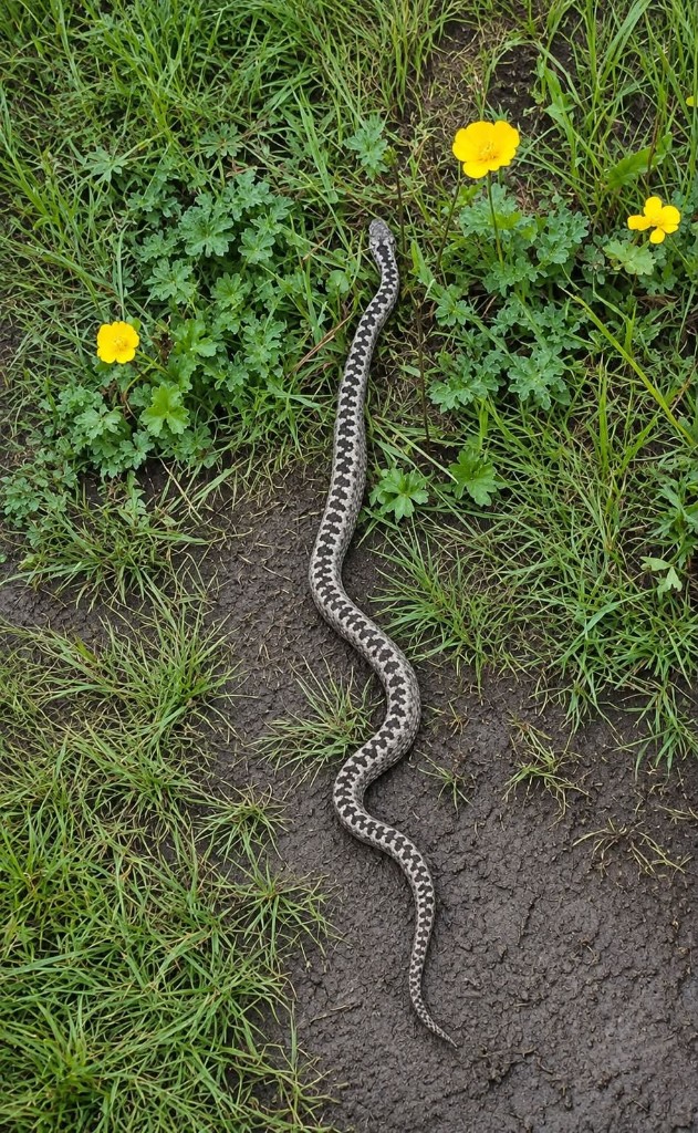 Dinnik engereği (Vipera dinniki) — თრუსოს ხეობა