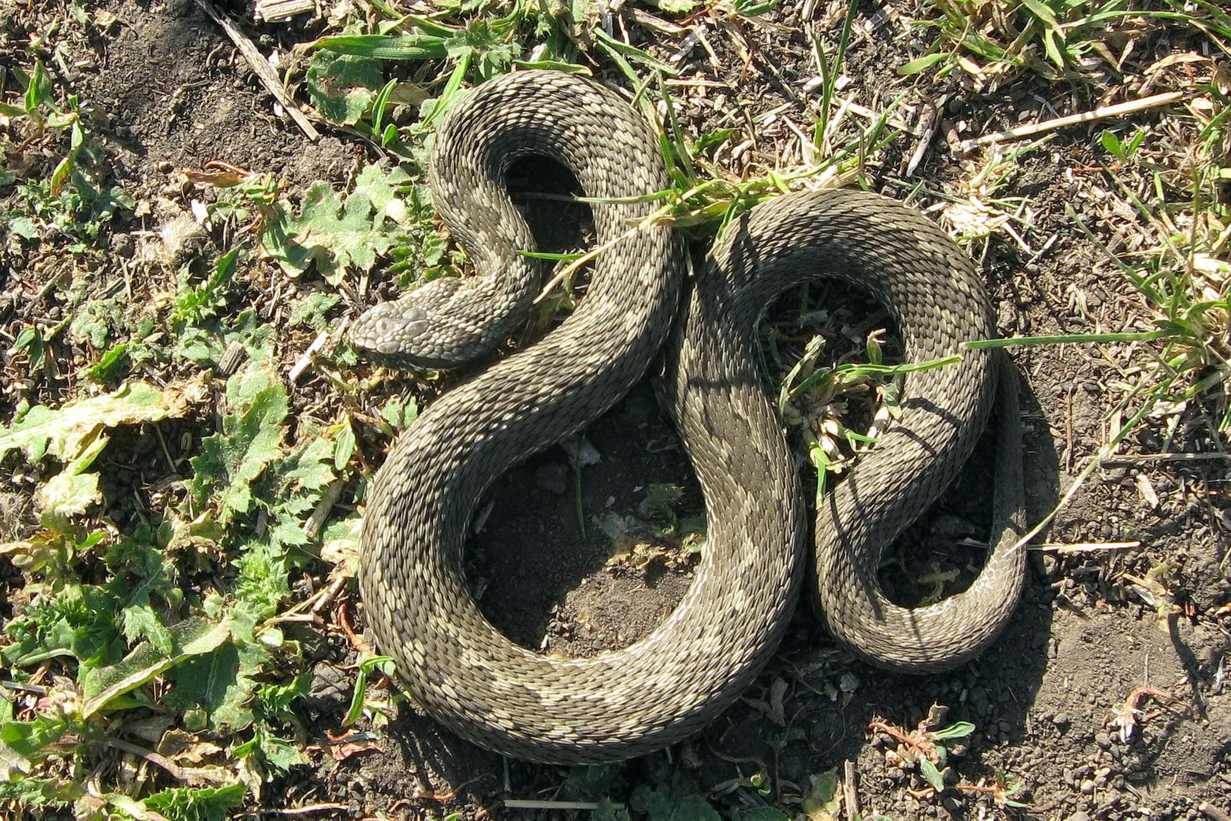 ველის გველგესლა (Vipera renardi) — ჯავახეთი და კახეთი — Vitalii Petrochenko
