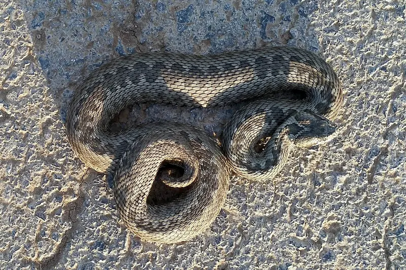 ველის გველგესლა (Vipera renardi) ჯავახეთი და კახეთი