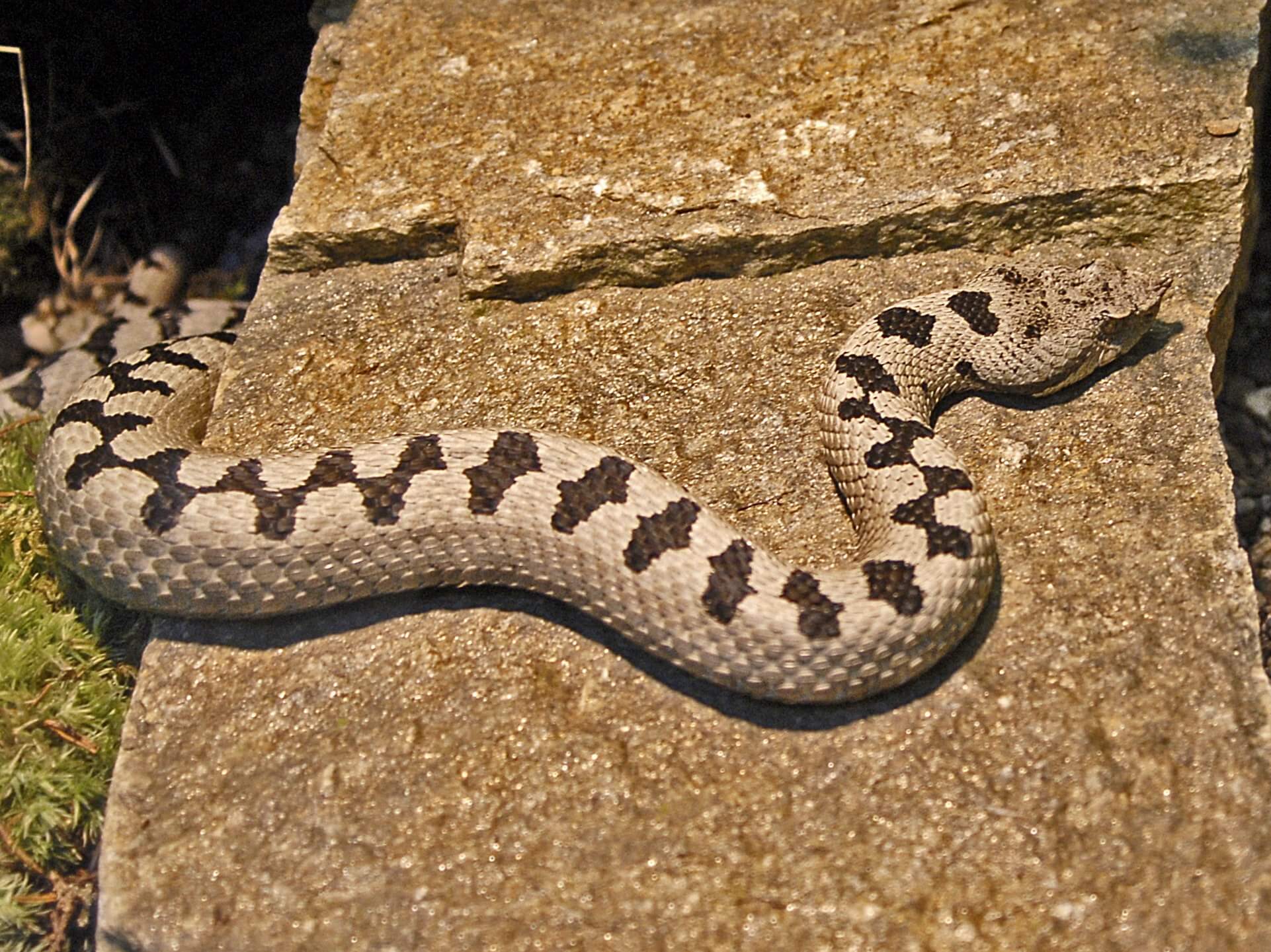 ცხვირრქოსანი გველგესლა (Vipera ammodytes) — მცირე კავკასიონი — Hectonichus