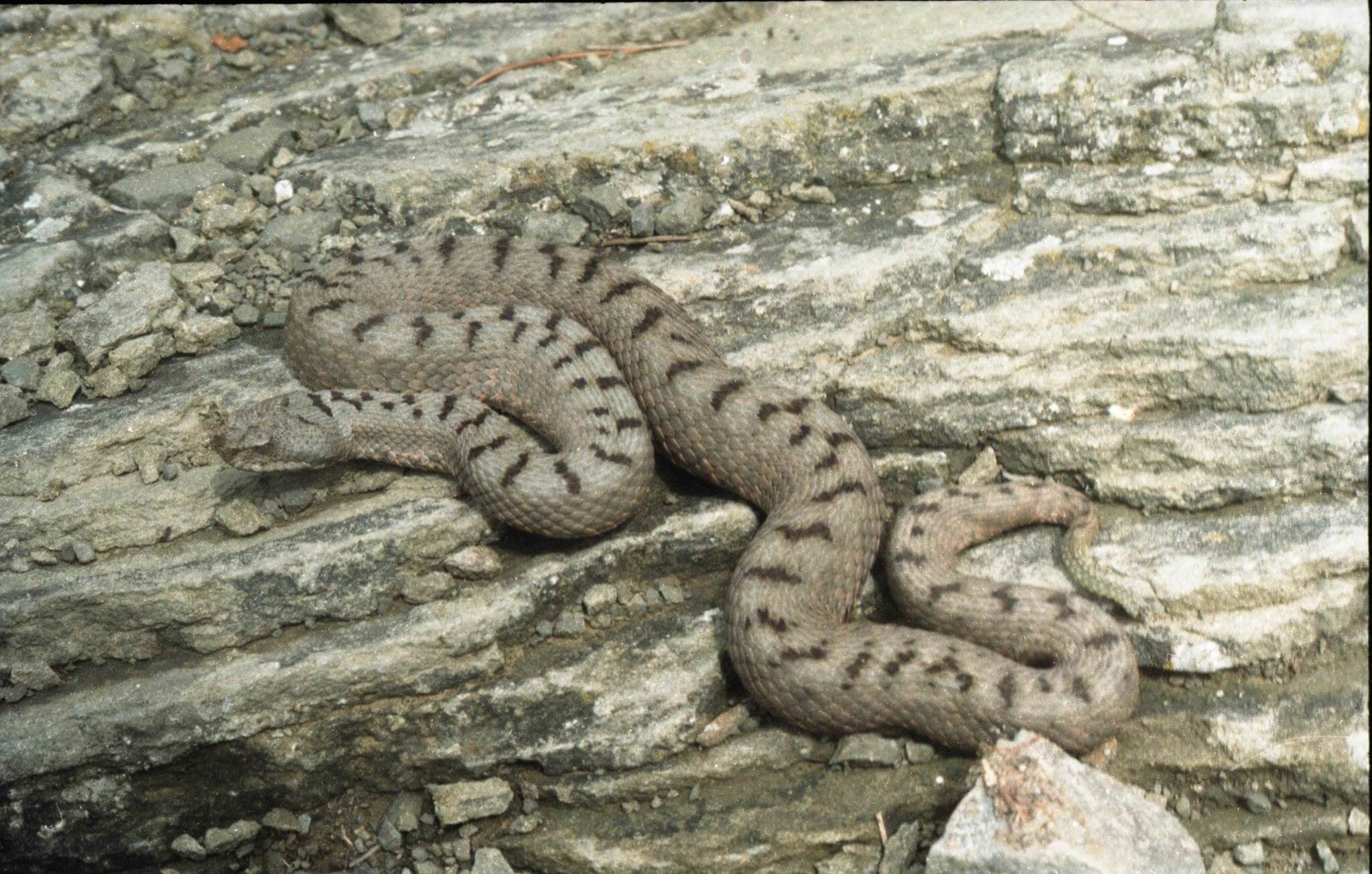 ცხვირრქოსანი გველგესლა (Vipera ammodytes) — მცირე კავკასიონი — Tigran Tadevosyan