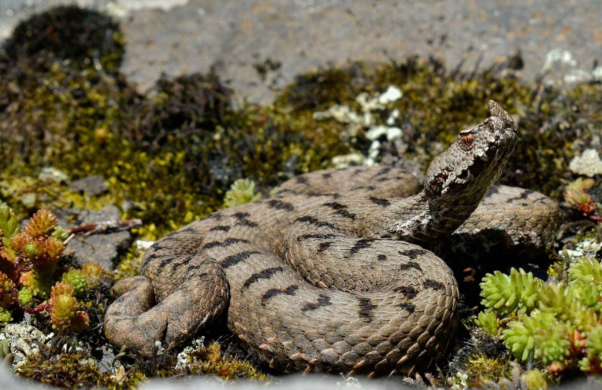 ცხვირრქოსანი გველგესლა (Vipera ammodytes) — მცირე კავკასიონი — Giorgi Iankoshvili