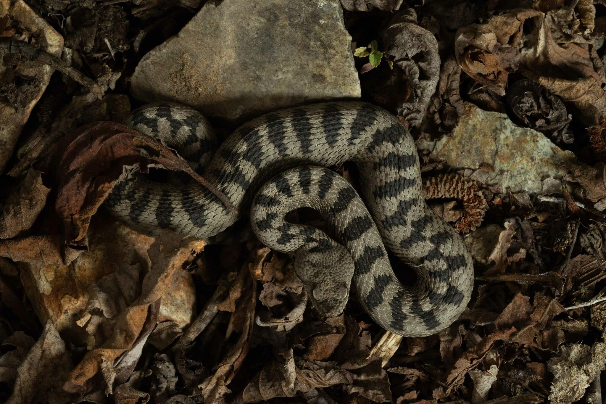 ცხვირრქოსანი გველგესლა (Vipera ammodytes) — მცირე კავკასიონი — Wouter Beukema