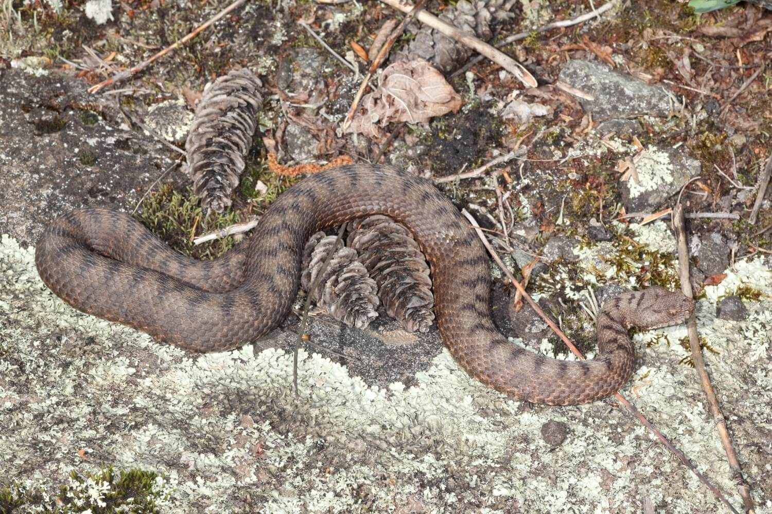 ცხვირრქოსანი გველგესლა (Vipera ammodytes) — მცირე კავკასიონი — Diego Reggianti