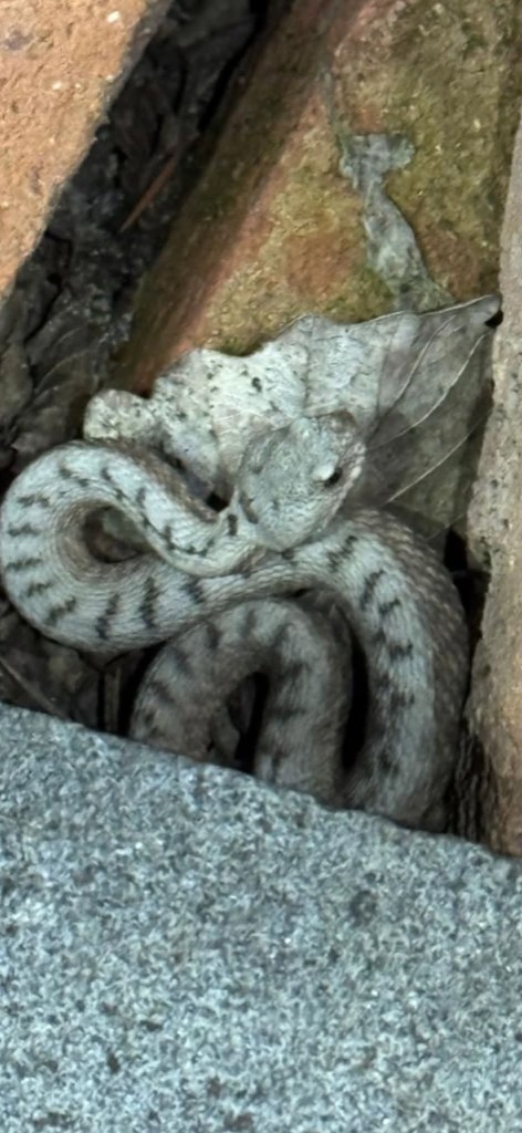 Boynuzlu engerek (Vipera ammodytes) — ძეგვი