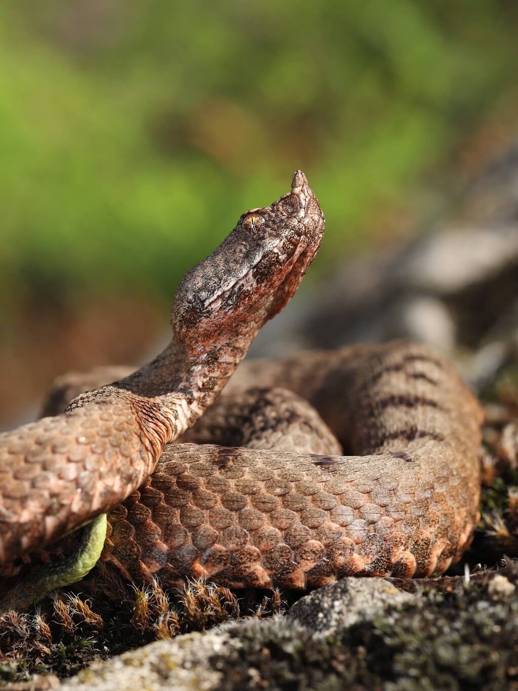 ცხვირრქოსანი გველგესლა (Vipera transcaucasiana) მცირე კავკასიონი