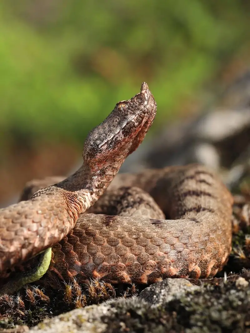 ცხვირრქოსანი გველგესლა (Vipera transcaucasiana) მცირე კავკასიონი