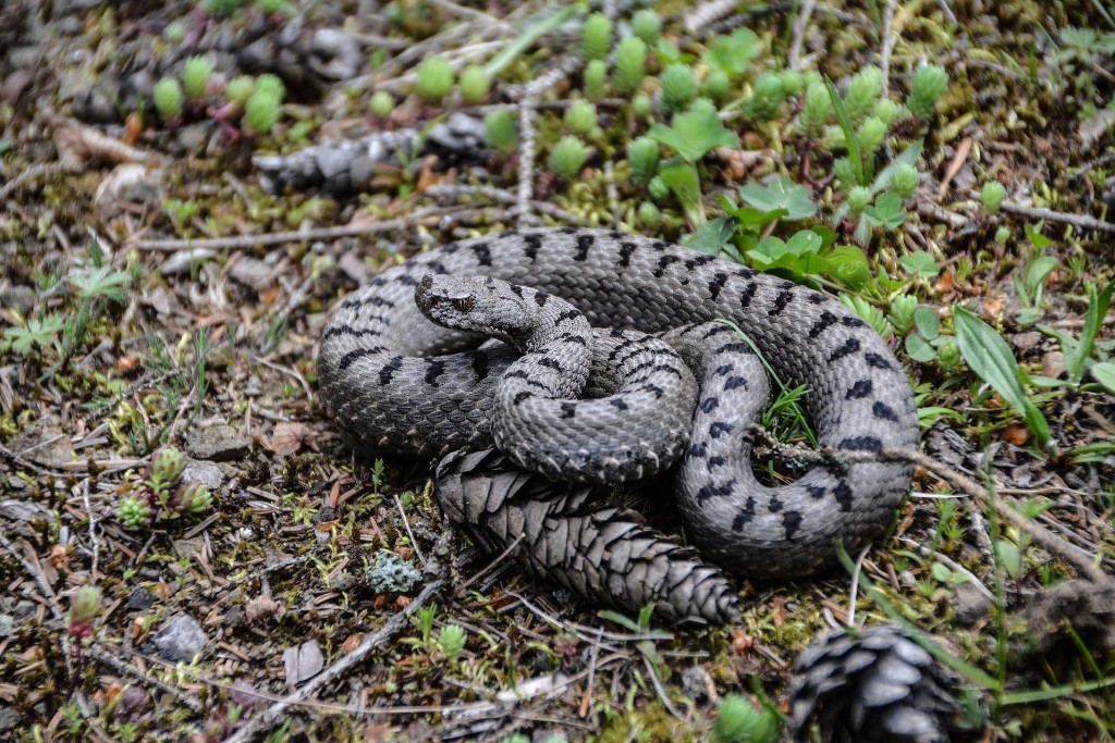 Boynuzlu engerek (Vipera ammodytes) — ბორჯომ-ხარაგაულის ეროვნული პარკი — ზაური ხაჩიძე